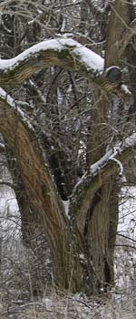 Hedge Tree in the Winter