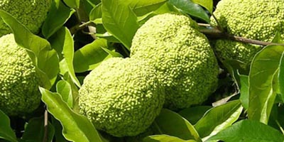 Hedge Balls - Osage Orange