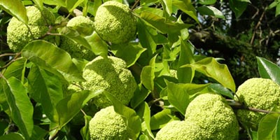 Osage Oranges Medical Uses