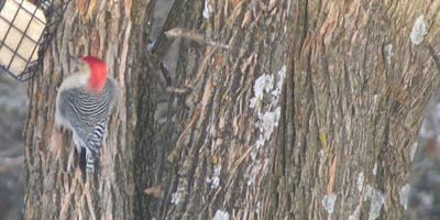 Osage Orange Tree