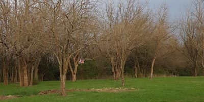 Osage Orange Tree Facts